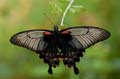 271 Gelbrand-Schwalbenschwanz - Papilio lowii